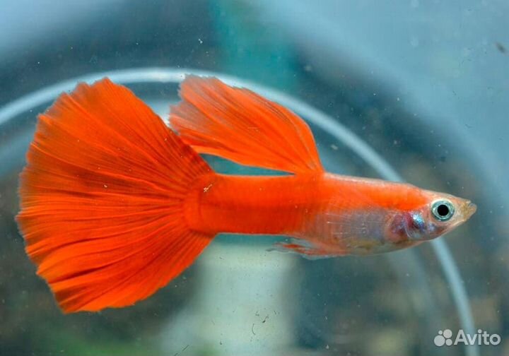 Гуппи Красный Блондин (Самцы)