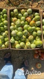 Продаю помидоры с поля