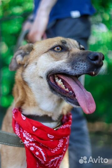 Собака Бивис активный и добрый из приюта