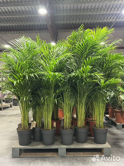 Пальма арека дипсис 165/150/130 см