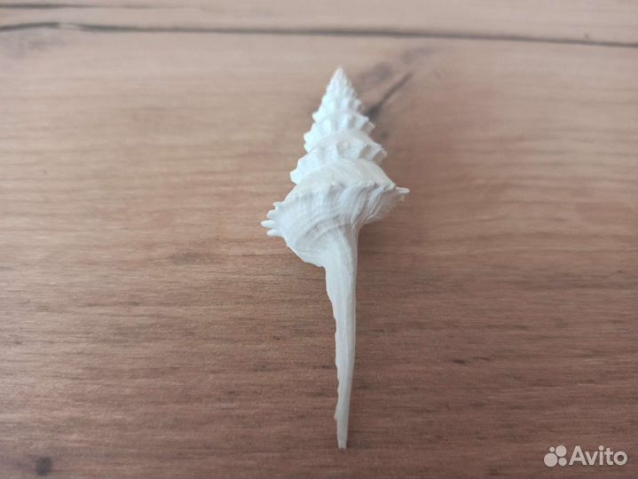 Морская раковина