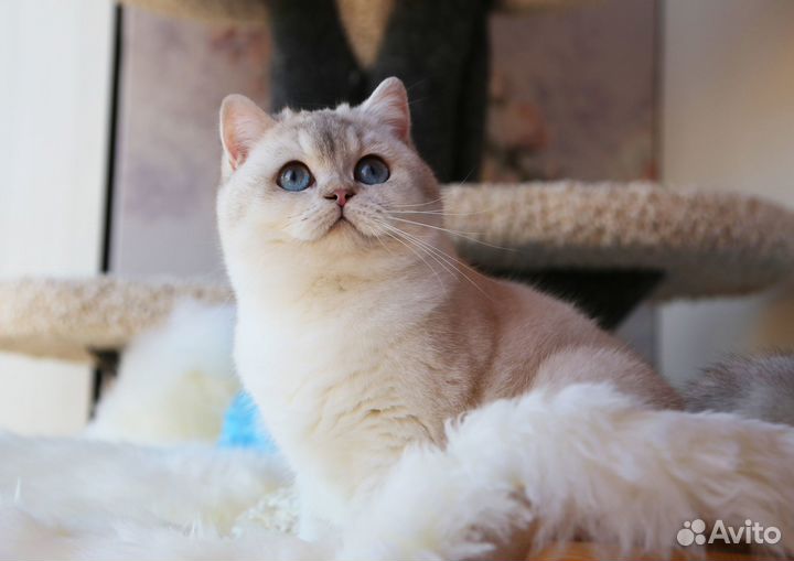 Несет циннамон И фавн, золото 12