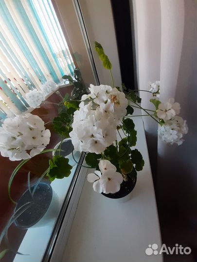 Герань пеларгония