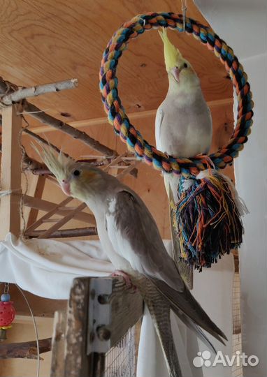 Корелла птенцы