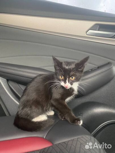 Котенок ищет заботливых родителей