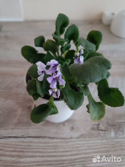 Сортовая фиалка ск Вьюнок.Полуминиатюра