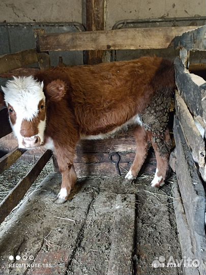 Продам телку