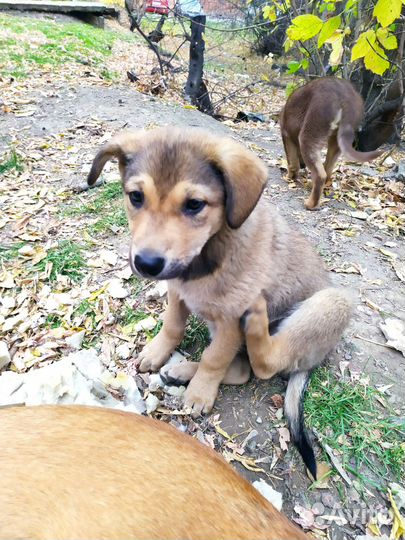 Собаки щенки