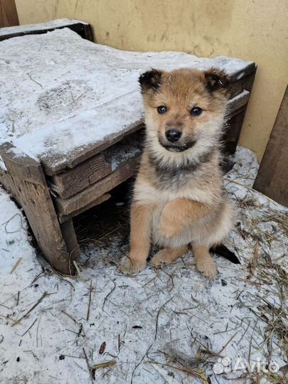 Щеночки