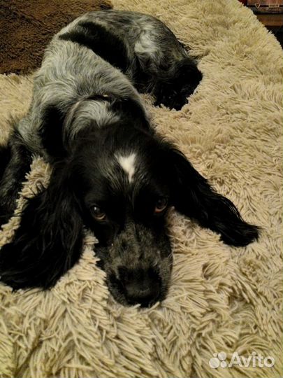 Вязка. Русский спаниель с родословной