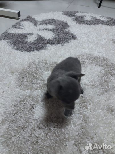 Той-терьер девочка