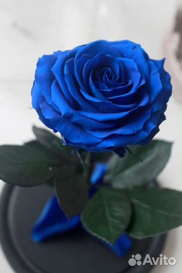 Роза в колбе. Премиум. Синий