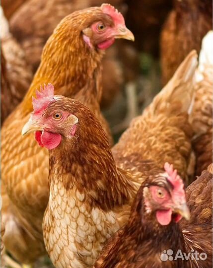 Куры несушки продам