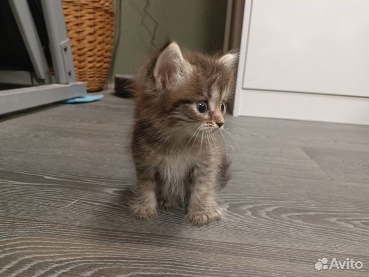 Шотландская (наверное) отдам котенка