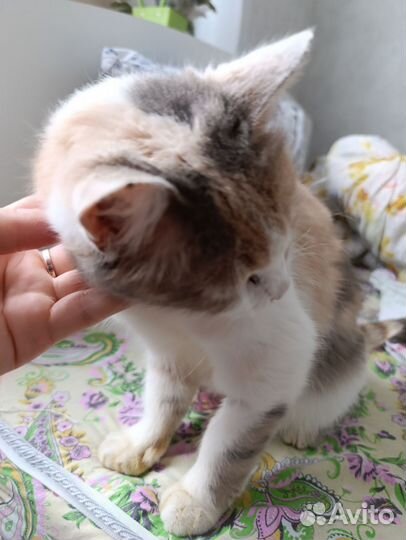 Кошки в добрые руки