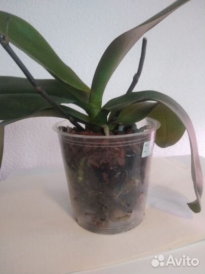 Орхидея фаленопсис