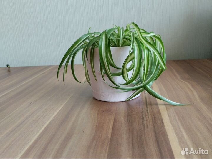 Хлорофитум