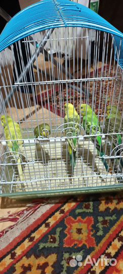 Волнистый попугай