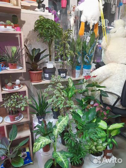 Комнатные растение(большой выбор)