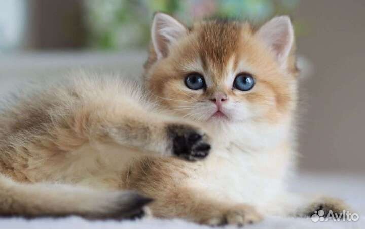 Клубные британцы золотая шиншилла