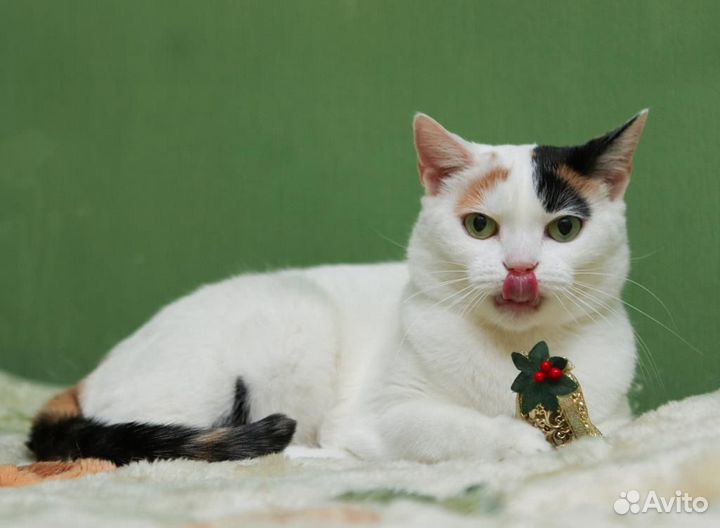 Японский бобтейл