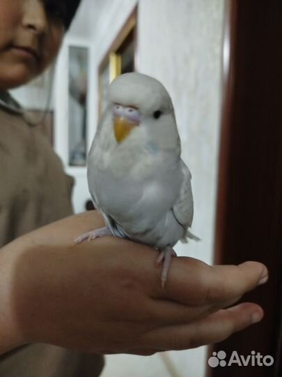 Попугаи ввп чех