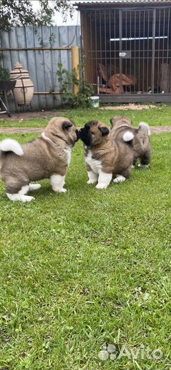 Щенки американской акиты