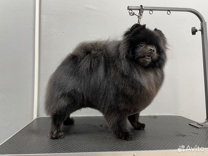 Груминг (стрижка) животных