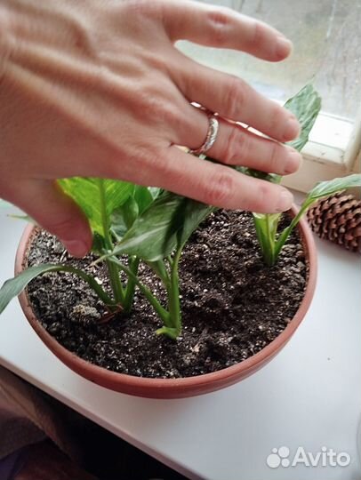 Спатифиллум Пикассо