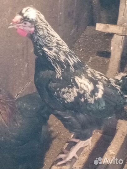 Хохлатые петухи