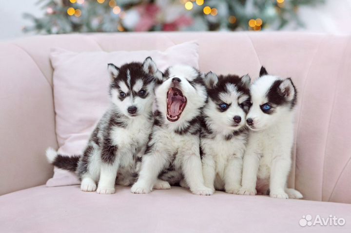 Щенки Хаски для Фото