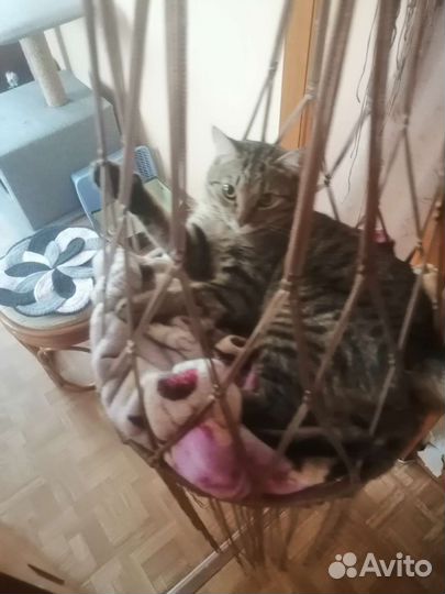 Лежанка для кошки (Гамак)