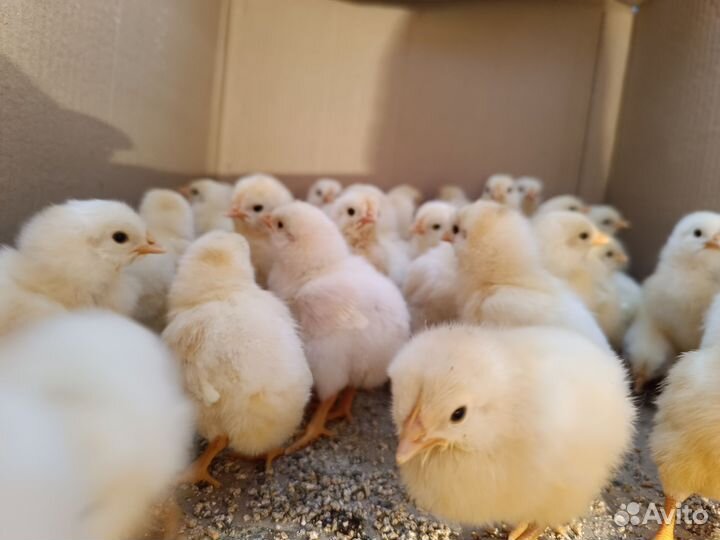 Суточные цыплята