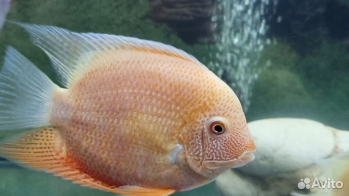 Северум красноточечный