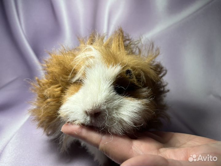Морские свинки длинношерстные
