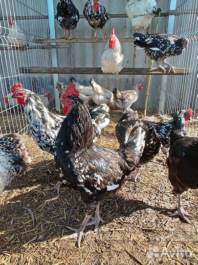 Инкубационное яйцо.Леггорн далматинец, лаванда