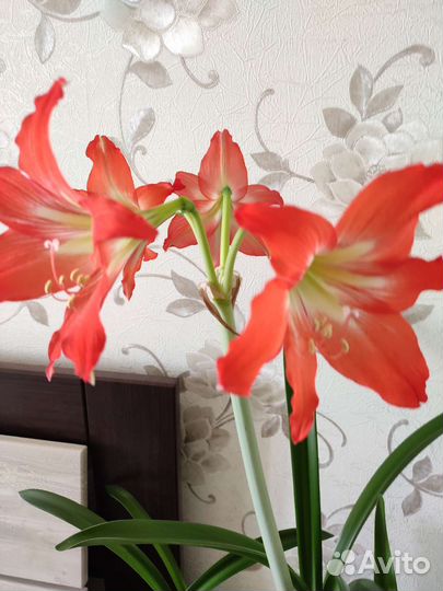 Гиппиаструм