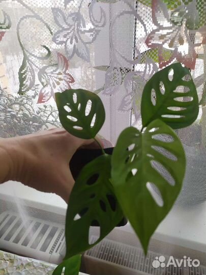 Монстера манки и другие растюшки