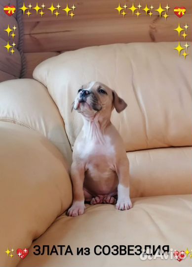 Сказочная малышка Ам.Стафф.терьера(с документами)