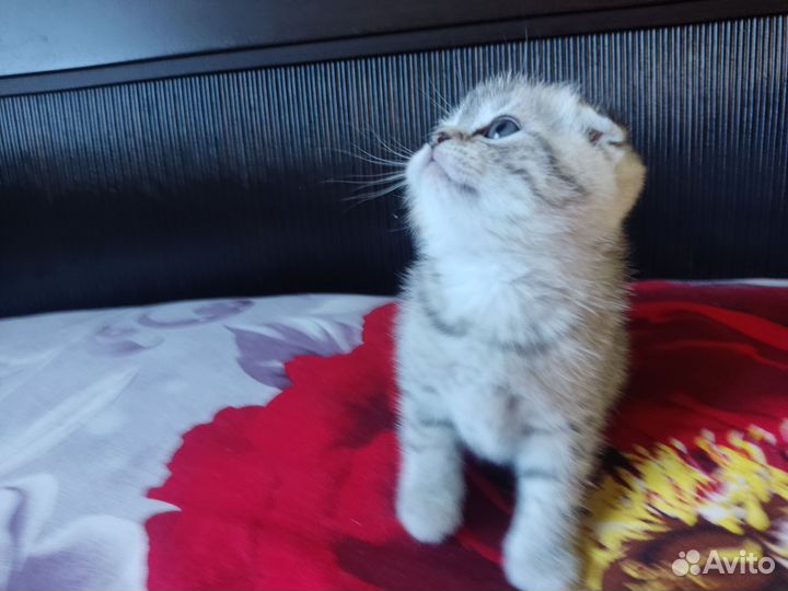 Шотландские вислоухие котята