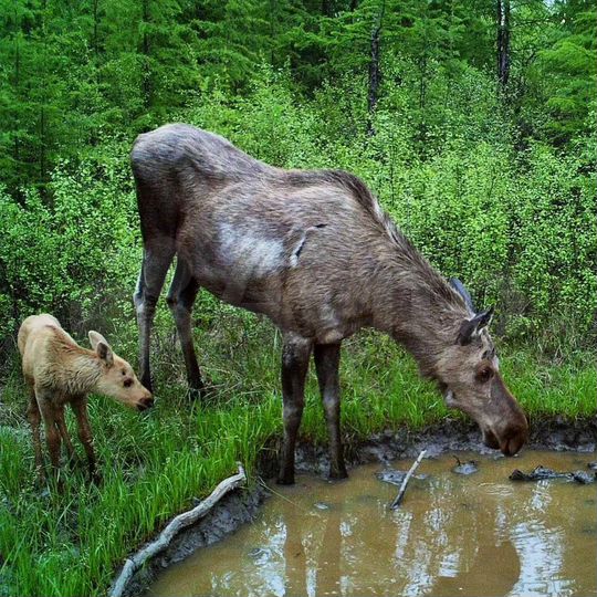 Участок 4,26 га (СНТ, ДНП)