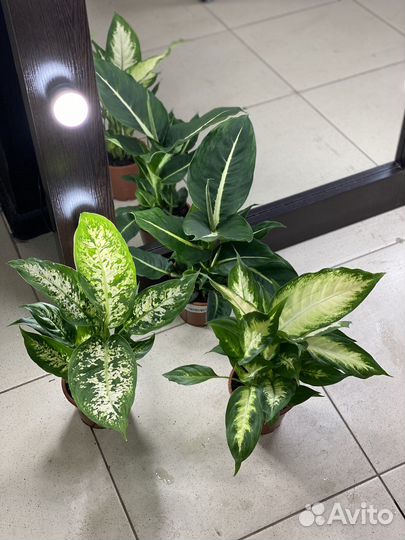 Диффенбахия микс