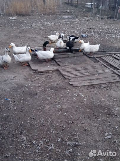 Утки Кряква Домашние