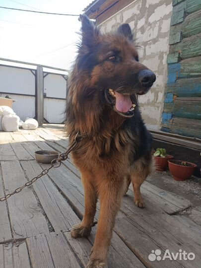 Немецкая овчарка