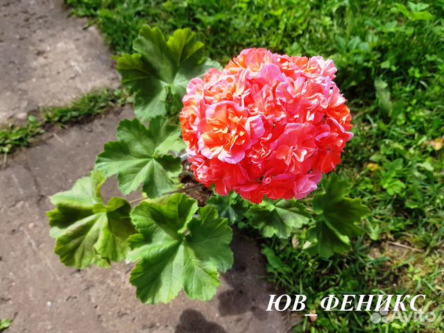 Коллекционные пеларгония юв - Византия юв - Феникс