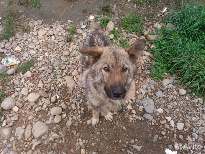 Собаки в добрые руки