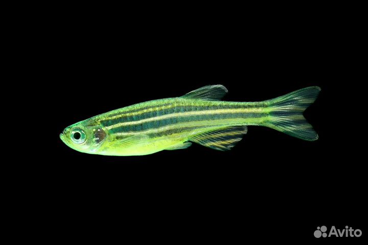 Данио глофиш (люминесцентные)