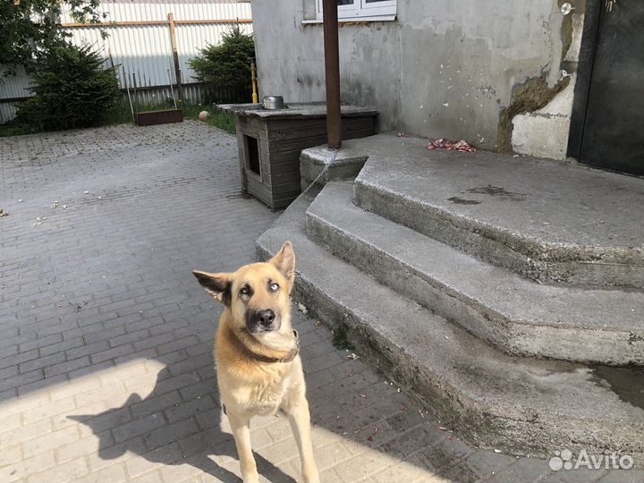 Собака в добрые руки отдам бесплатно