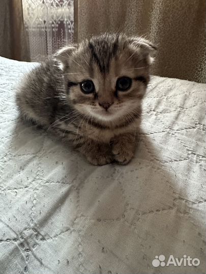 Продается кошка