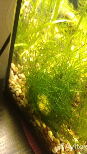Аквариумный мох, водоросли, улитки, рыбки